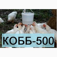 КОББ 500. Бройлер Кросс Кобб-500 из Венгрии. Выход от 80% цена 13 грн