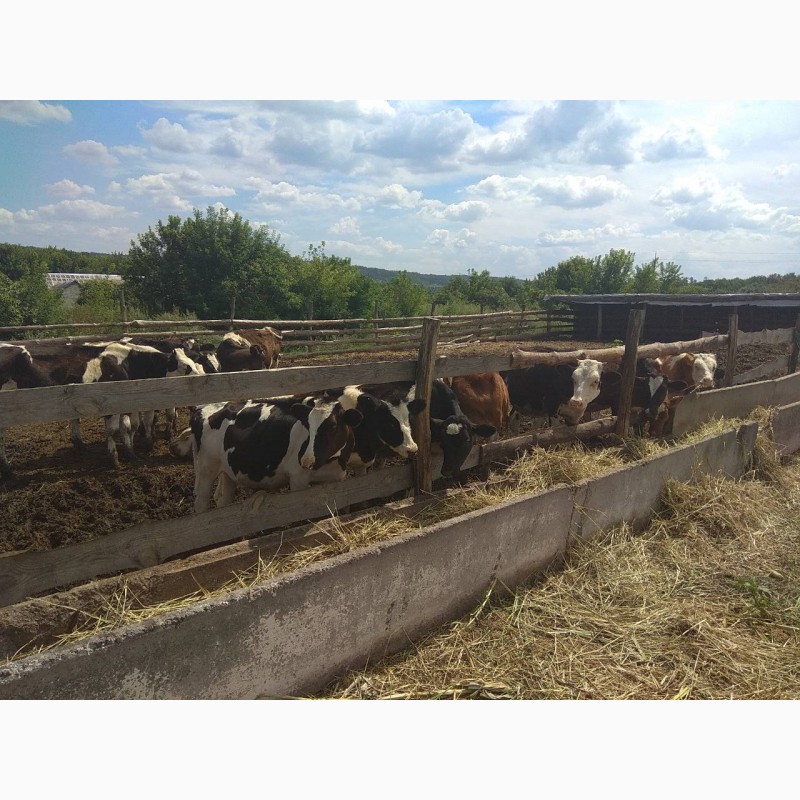 Фото 11. Продам молочную ферму, ореховый сад, готовый бизнес, сыроварня, коровы
