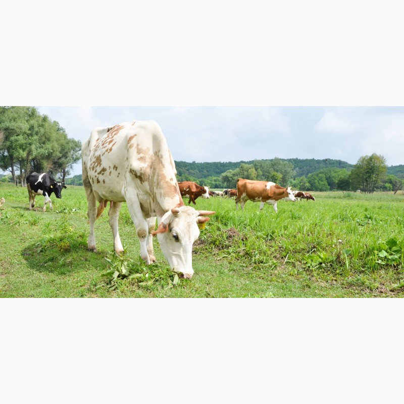Фото 12. Продам молочную ферму, ореховый сад, готовый бизнес, сыроварня, коровы