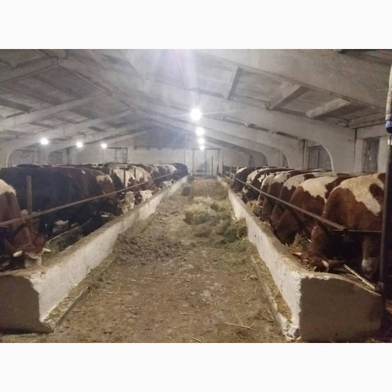 Фото 2. Продам молочную ферму, ореховый сад, готовый бизнес, сыроварня, коровы
