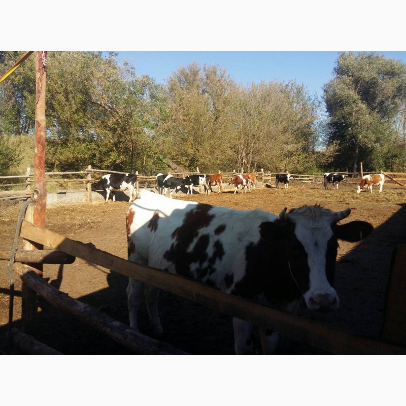 Фото 5. Продам молочную ферму, ореховый сад, готовый бизнес, сыроварня, коровы