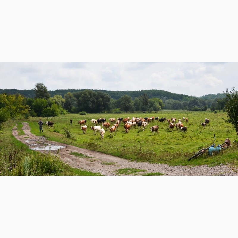Фото 9. Продам молочную ферму, ореховый сад, готовый бизнес, сыроварня, коровы