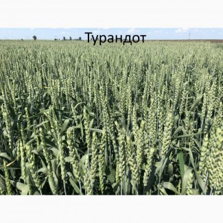 Семена озимой ранней пшеницы Турандот 1реп. (265-275 дней)