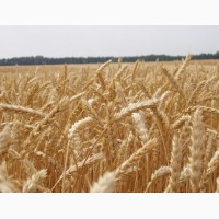 Закупаем пшеницу по всей Украине