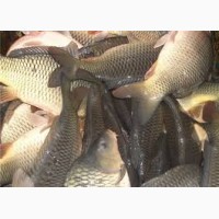 Продажа живой рыбы оптовая доставка круглый год от 100 кг до 3.5 тон