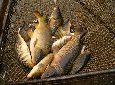 Фото 6. Продажа живой рыбы оптовая доставка круглый год от 100 кг до 3.5 тон