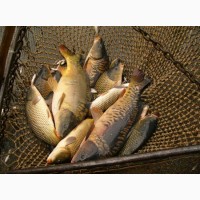 Продажа живой рыбы оптовая доставка круглый год от 100 кг до 3.5 тон