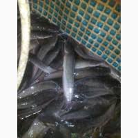 Фото 8. Продажа живой рыбы оптовая доставка круглый год от 100 кг до 3.5 тон