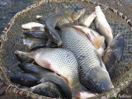 Фото 9. Продажа живой рыбы оптовая доставка круглый год от 100 кг до 3.5 тон