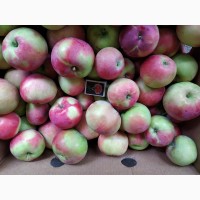Продаем яблоко Эрли Женева урожай 2019