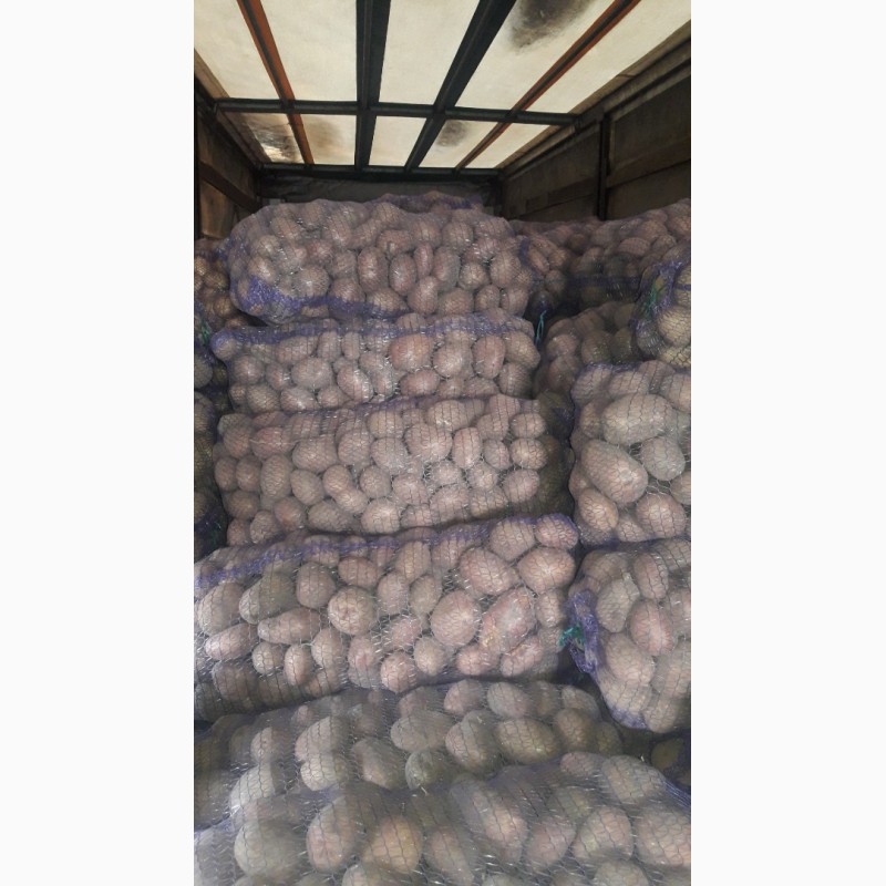 Фото 2. Продам товарну картоплю