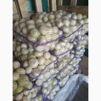 Продам чищенный лук/ peeled onions