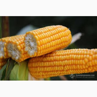 Куплю кукурудзу, по всіх областях України