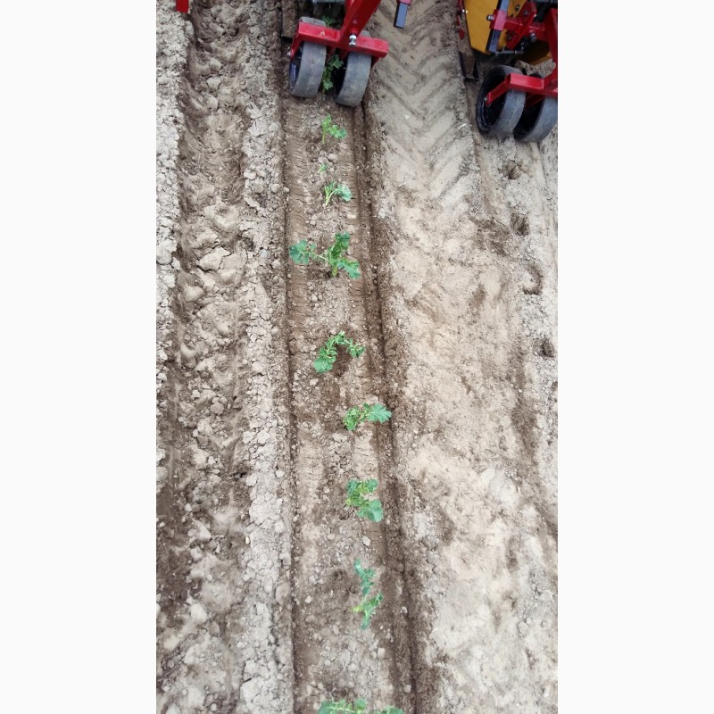 Фото 4. Машина рассадо-посадочная МРП под пленку (для помидоров, капусты, перца, огурцов)