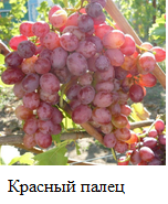 Фото 4. Продаю саженцы привитых кишмишевых сортов винограда