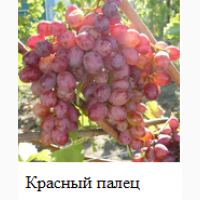 Продаю саженцы привитых кишмишевых сортов винограда