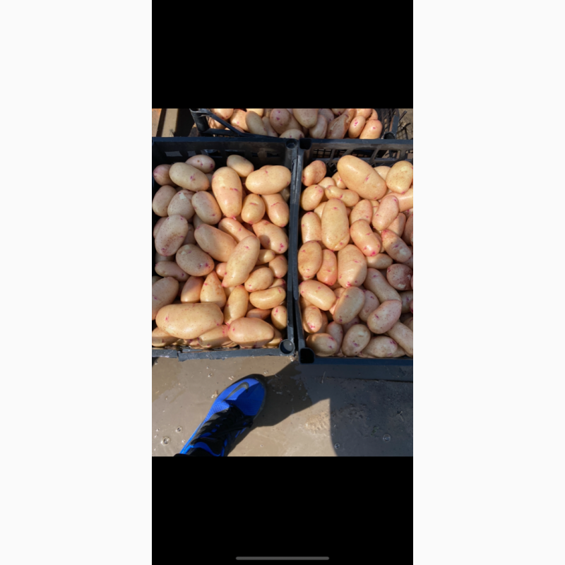 Фото 3. Продам семеннрй картофель Тирас