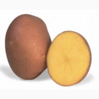 Агросупровід (картоплярство), агроконсультації