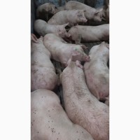 Продам свиней вес 110-125, 125-135