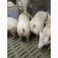 Продам свиней вес 110-125, 125-135