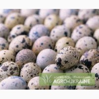 Перепелиные яйца пищевые оптом.Днепропетровск