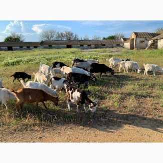 Продажа молочных коз с первым и вторым окотом, кастрированные козлы и молодняк