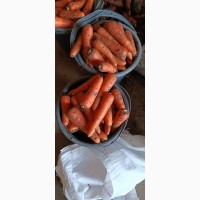 Продам морковку Абака
