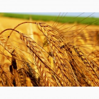 Закупаем ячмень, пшеницу, кукурузу, рожь, просо, овес подсолнечник по Луганской и Дон.обл