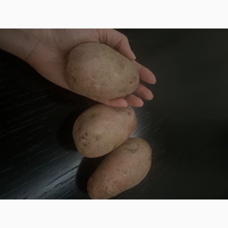 Фото 8. Продам товарну картоплю