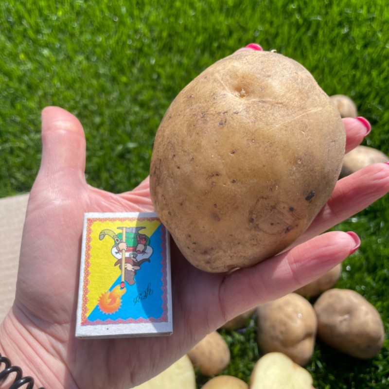 Фото 9. Продам товарну картоплю