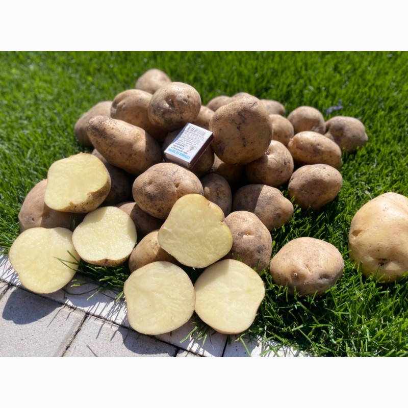 Фото 10. Продам товарну картоплю