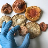 Мухомор красный сушеный | Amanita Muscaria