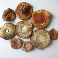 Мухомор красный сушеный | Amanita Muscaria