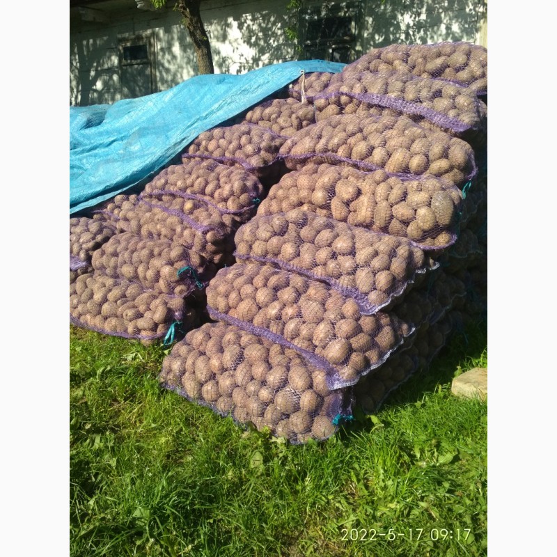 Фото 3. Продам велику картоплю