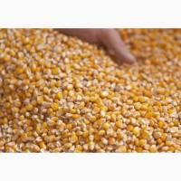 Закуповуємо зерно сухої кукурудзи