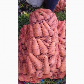 Продам моркву сорт Болевар