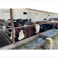 Продаю бычков коров крс оптом