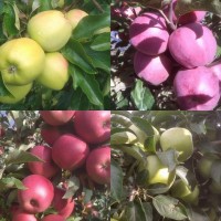 Продам яблука з саду в асортименті