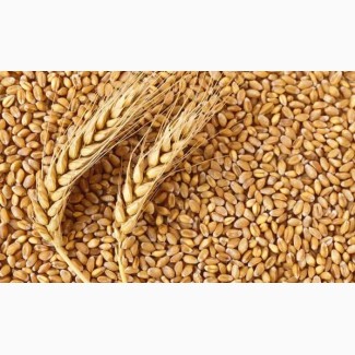Реалізація фуражної пшениці, Сумська область