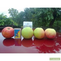 Продам яблоки Мельба калибра 60мм отличного качества