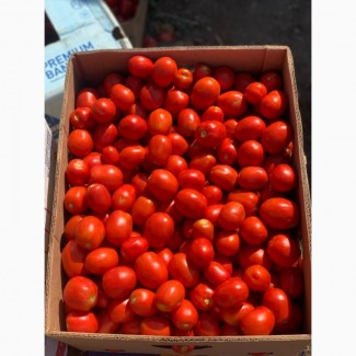 Продам томат сливка, 3402, асвон, гонг, галілея