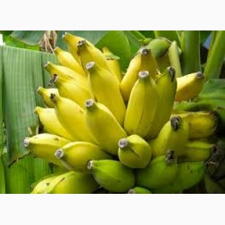 Продам Premium Банан