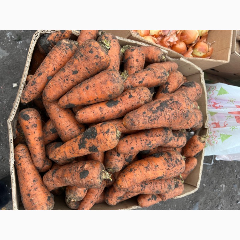 Фото 4. Продам морковь, сорт Шантане