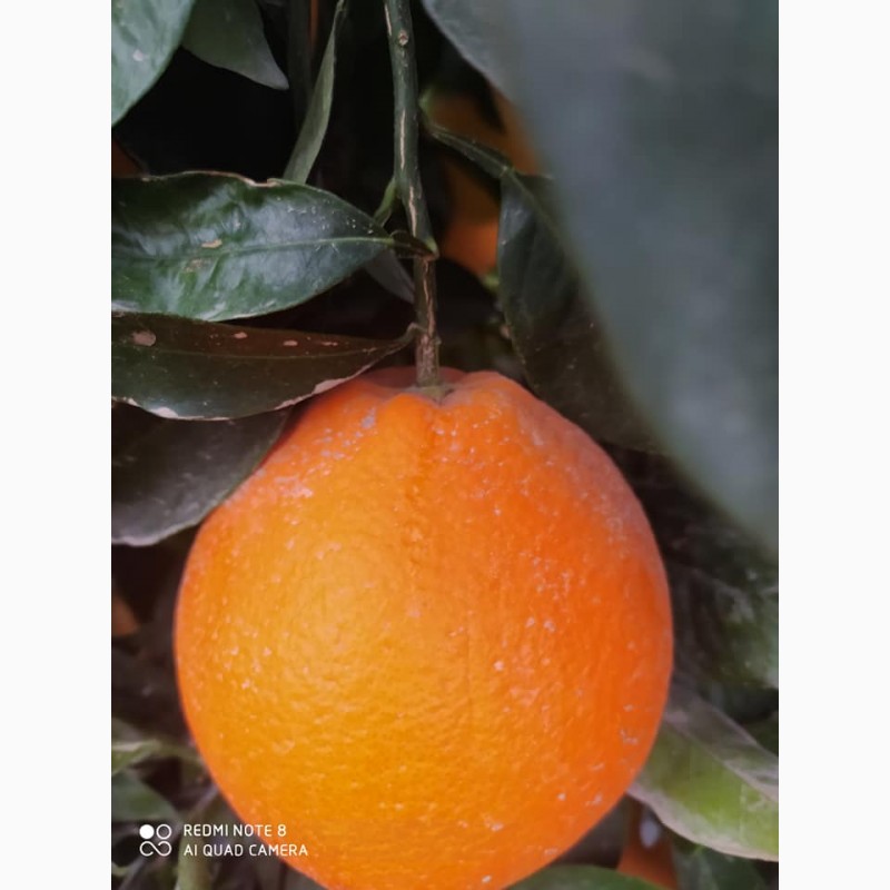 Фото 5. Качественный апельсин