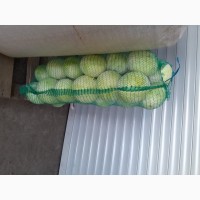 Продам капусту з холодильника