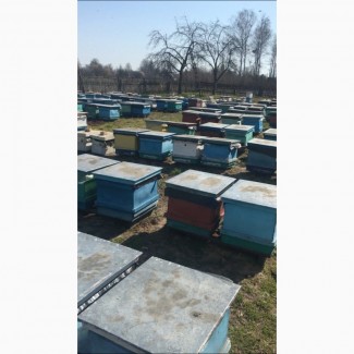 Продам бджолопакети та бджоломатки породи Бакфаст