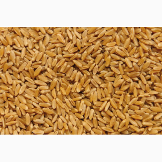 Пшеница на экспорт от 25 0000 тонн (wheat for export min lot 25 000 ton) (FCA, FOB, CIF)