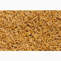 Пшеница на экспорт от 25 0000 тонн (wheat for export min lot 25 000 ton) (FCA, FOB, CIF)