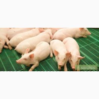 Продам спермодози для штучного запліднення свиней