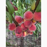 Продаж персиків